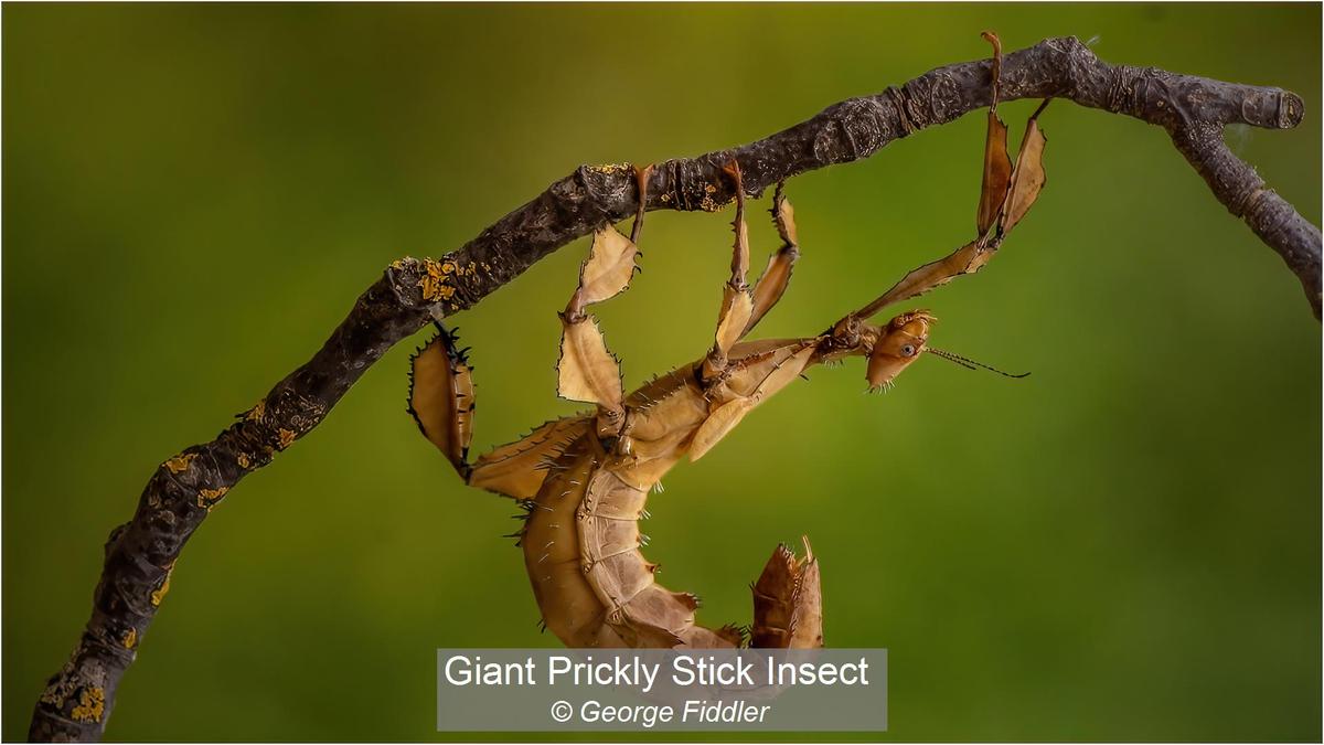 14_Giant Prickly Stick Insect_George Fiddler